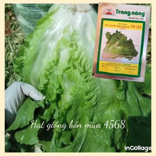 10g hạt giống xà lách giòn Carol Trang Nông TN115