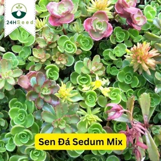 Hạt giống sen đá Sedum Mix chịu hạn gói 50 hạt 24HSeed