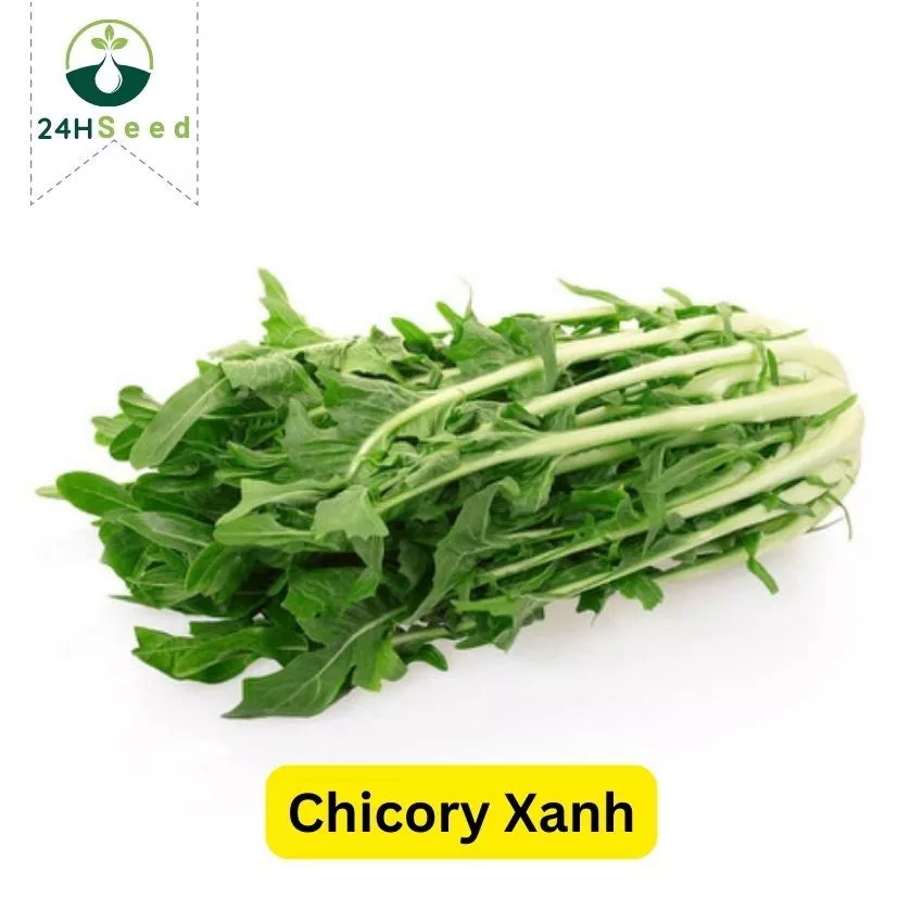 Hạt giống chicory xanh - rau diếp xoăn Ý 24HSeed