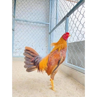 Thú bông 3D cao cấp - GÀ ĐÁ - GÀ TẬP LỰC 🐓