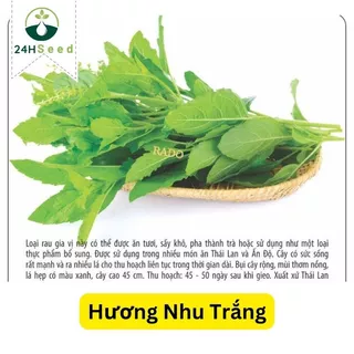 Hạt giống hương nhu trắng Thái Lan 24HSeed