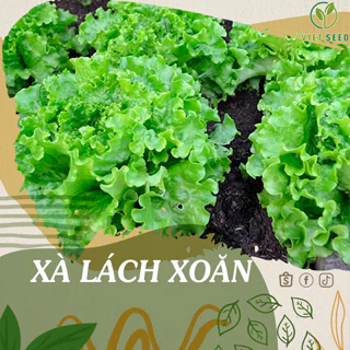 2000 Hạt Giống Xà Lách Xoăn - Hạt Giống 4 Mùa