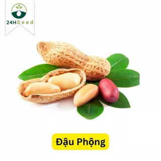 Hạt giống đậu phộng - giống lạc 24HSeed