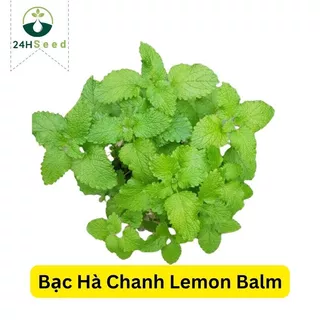 Hạt giống bạc hà chanh Lemon Balm - tía tô đất 24HSeed