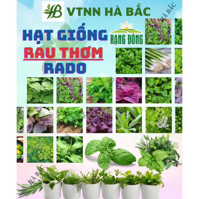 Hạt Giống Rau Thơm RADO Dễ Trồng Và Chăm Sóc, Mọc Quanh Năm - Hạt giống Rau Củ Quả Rạng Đông