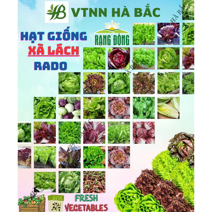 Hạt Giống Xà Lách RADO Nảy Mầm Tốt, Dễ Trồng, Dễ Chăm Sóc, Nhanh Thu Hoạch - Hạt Giống Rạng Đông