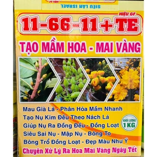 TẠO MẦM HOA - MAI VÀNG