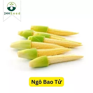 Hạt giống ngô bao tử - ngô rau 24HSeed