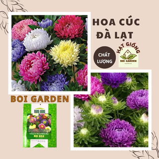 Hạt Giống CÚC ĐÀ LẠT nhiều màu (208)