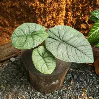 Alocasia Melo