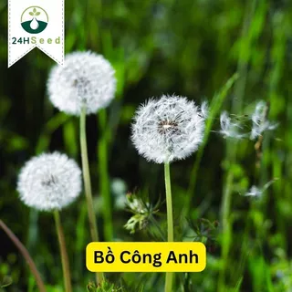 Hạt giống hoa bồ công anh gói 50 hạt 24HSeed