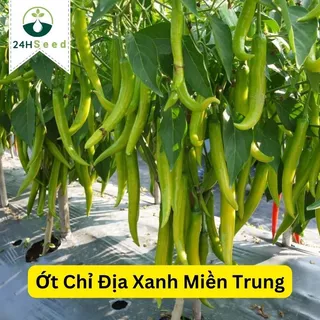 Hạt giống ơt chỉ địa trái xanh miền trung 24HSeed