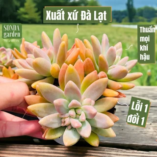 Sen đá pha lê SONDA GARDEN size trung bình 10-12cm cây cảnh trang trí nhà cửa, lỗi 1 đổi 1