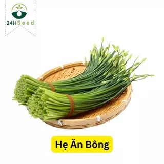 Hạt giống hẹ ăn bông 24HSeed