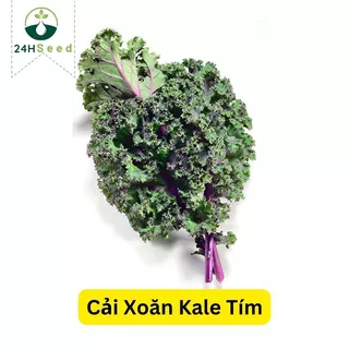 Hạt giống cải xoăn kale tím - kale đỏ 24HSeed