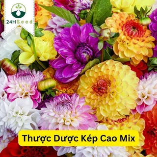 Hạt giống hoa thược dược kép cao nhiều màu mix 24HSeed