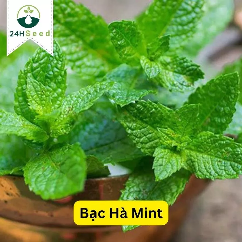 Hạt giống bạc hà mint - húng lủi Âu gói 100 hạt 24HSeed