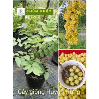 Cây Chùm Ruột,siêu quả,chuẩn giống- trồng 1 năm sẽ cho quả