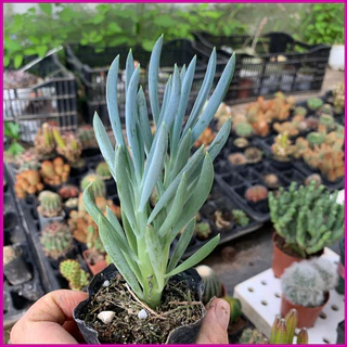 Sedum Senecio Serpens size bầu, cây già khỏe giá rẻ