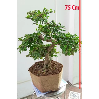 Cây duối bonsai, duối cảnh, duối để bàn, Cây ruối (chiều cao từ 60- 90cm) tan ngang 50cm