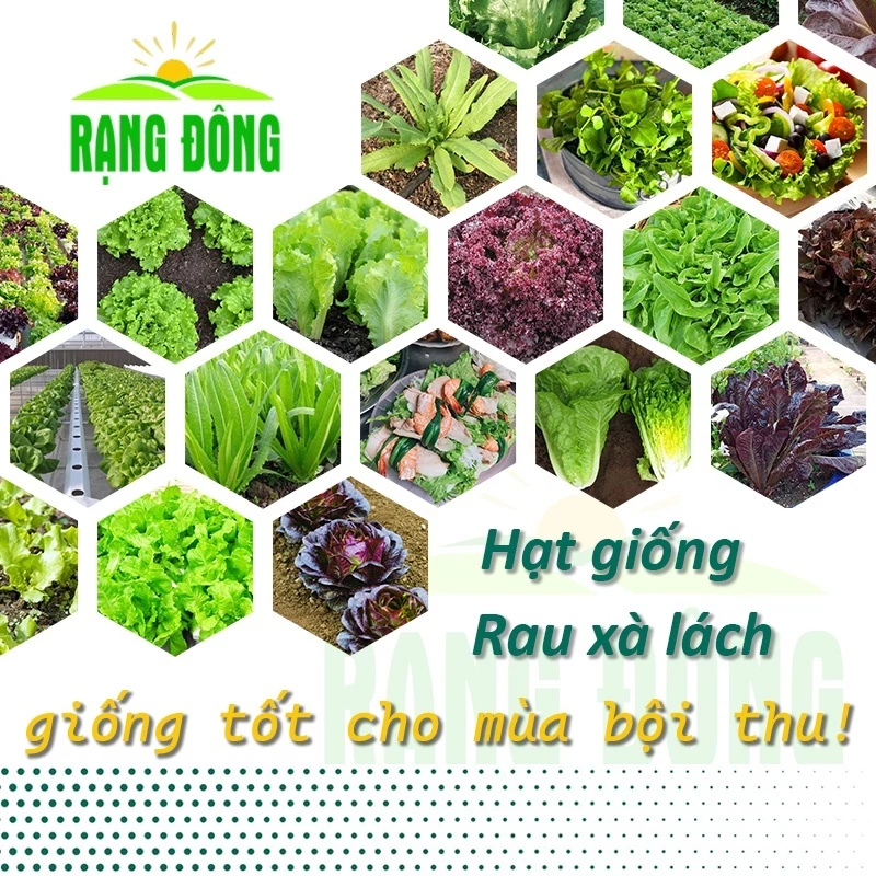 Hạt Giống Rau Xà Lách Chịu Nhiệt Dễ Trồng - Xà Lách Búp, Xà Lách Romaine Xanh, Tím, Xà Lách Xoong, Xà Lách Lollo Rossa