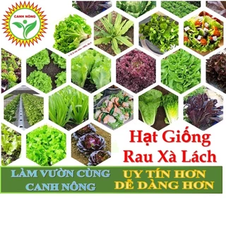 Hạt giống Xà Lách nảy mầm tốt, dễ trồng, nhanh thu hoạch, Hạt giống rau củ quả trồng chậu - Hạt giống CANH NÔNG