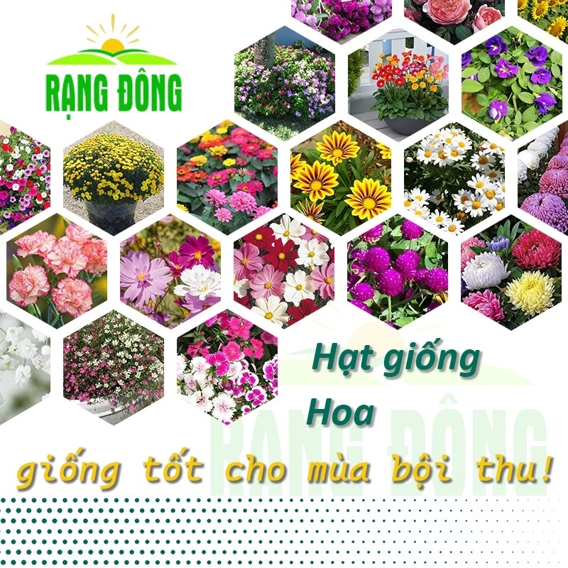 Hạt Giống Hoa Trồng Chậu Dễ Trồng Dễ Chăm Sóc - Cúc Susi, Mào Gà, Hướng Dương, Cúc Công Chúa, Cúc Lá Nhám, Cúc Huân Chươ