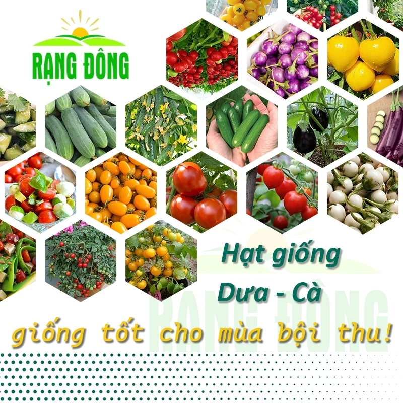 Hạt Giống Dưa Cà Các Loại - Cà Phổi, Cà Dĩa, Cà Pháo, Cà Nâu Cơm Xanh, Cà Chua Trái Tim, Cà Chua Bi, Dưa Lùn, Dưa Leo