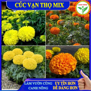 Hạt giống hoa Cúc Vạn Thọ Mix mỹ Màu ( gói 50 hạt )