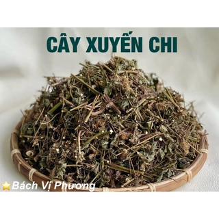 Cây Xuyến Chi 1Kg Khô- Bách Vị Phương Nam