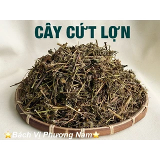 Cây Cứt Lợn (Cỏ Hôi) Khô 1Kg- Bách Vị Phương Nam