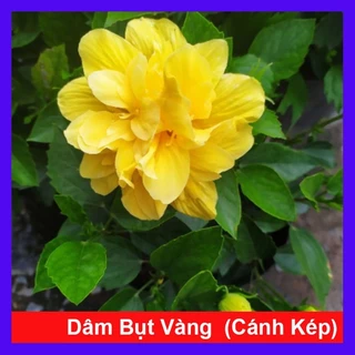 Cây Hoa Dâm Bụt  Vàng cánh kép (giống mới) hoa dẹp