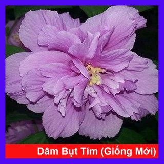 Hoa dâm bụt tím (giống mới) - hoa đẹp