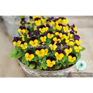 100H Hạt Giống Hoa Viola ADMIRE Yellow Purple Wing (KD| -KD: C16)