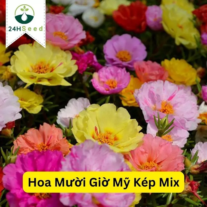 Hạt giống hoa mười giờ Mỹ kép mix gói 200 hạt 24HSeed