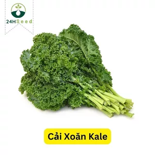 Hạt giống cải xoăn Kale 24HSeed