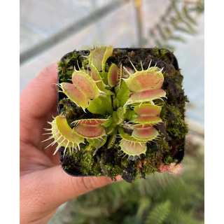 cây bẫy kẹp devil eye, dionaea devil eye