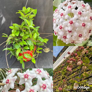 Hoa Cẩm cù - hoya Carnosa white có còi nụ hoặc sẵn hoa