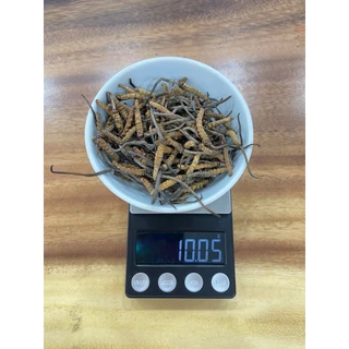 ĐÔNG TRÙNG HẠ THẢO MẮT ĐỎ BHUTAN 5 GRAM SIZE NHÍ