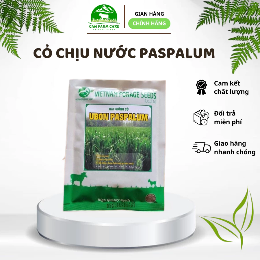 Hạt giống cỏ Paspalum chống chịu ngập úng tốt gói 500g