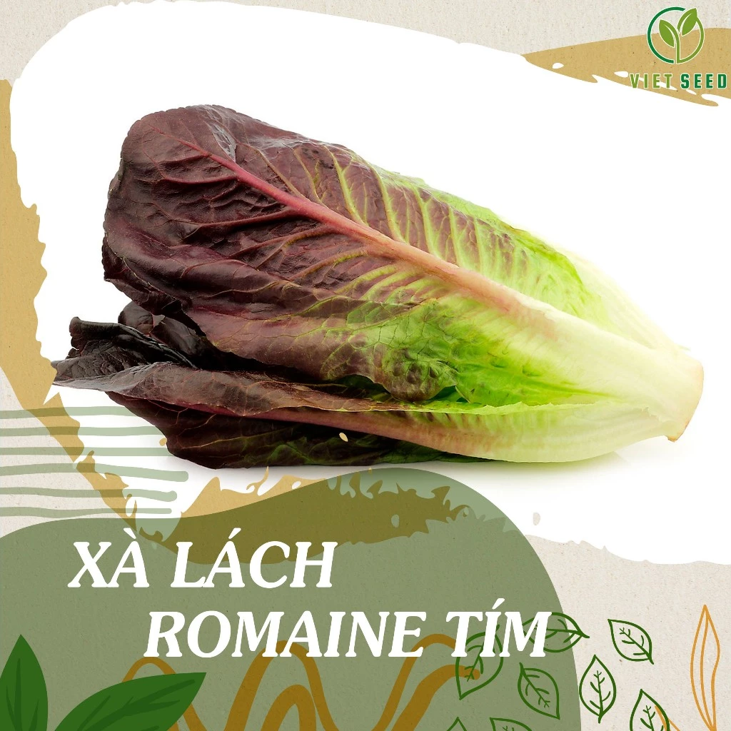 2500 Hạt giống xà lách Romaine tím - Hạt giống 4 mùa