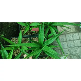 Chậu cây lưỡi hổ lai - Sansevieria Hybrid CH 16052