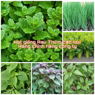 Hạt giống rau thơm, rau gia vị, rau các loại, củ quả trồng quanh năm nảy mầm tốt (hàng công ty)