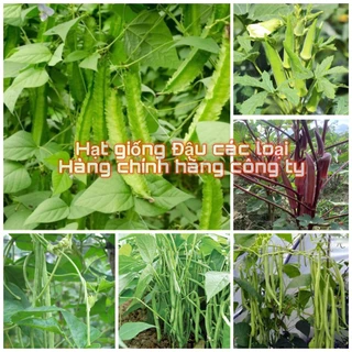 Hạt giống Đậu các loại nảy mầm tốt (hàng chính hãng công ty đóng gói)