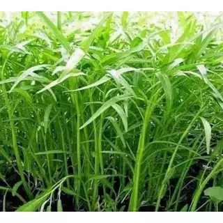 Hạt giống rau muống lá tre - 20gram