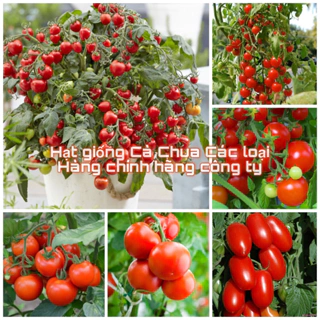 Hạt giống cà chua các loại trồng quanh năm, nảy mầm tốt (Hạt giống chính hãng công ty đóng gói)