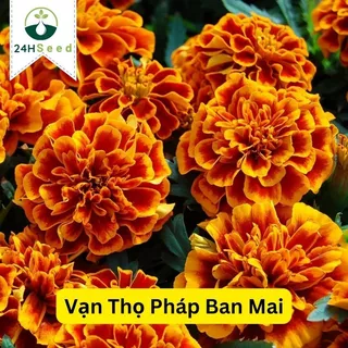 Hạt giống hoa cúc vạn thọ Pháp ban mai 24HSeed