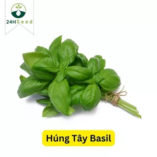 Hạt giống rau húng tây basil - quế tây gói 2 gam 24HSeed