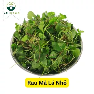 Hạt giống rau má lá nhỏ gói 1 gam 24HSeed