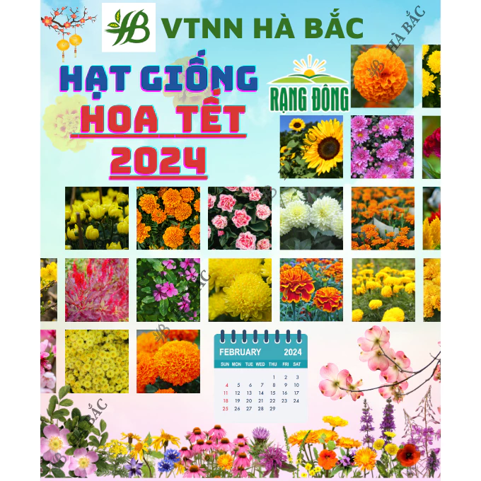 Hạt Giống Hoa Tết 2024 - Thời điểm gieo trồng hoa Tết 2024 trổ hoa đúng ngày, hoa nở to - Hạt Giống Hoa Rạng Đông